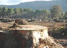 بیش از ٩٠‌درصد جنگل‌های حوزه شمال کشور ناپایدار شده‌اند و امکان رویش و زایش دوباره ندارند/ تراژدی جنگل‌های کشور