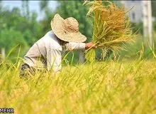 به زودی برنج تایلندی به جای برنج هندی وارد بازار می شودذ 