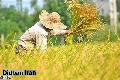 به زودی برنج تایلندی به جای برنج هندی وارد بازار می شودذ 