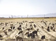 کشاورزان: از یک بانک وام می گیریم تا وام بانک دیگر را بدهیم