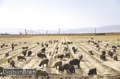 کشاورزان: از یک بانک وام می گیریم تا وام بانک دیگر را بدهیم