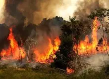 معاون اجرایی رئیس جمهور: برای آتش سوزی علف‌زارهای کوه‌های الیت منطقه چالوس درخواست کمک سریع از کشور‌های دوست کردیم