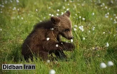 یکتانیک، کارشناس حیات وحش: ریشه فرار توله خرس از کلینیک پردیسان، کمبود امکانات مرکز است/ نوزادان حیات وحش که در کلینیک نگهداری می‌شوند، تا دو سالگی بیشتر زنده نمی‌مانند/ اغلب مراکز خصوصی بازپروری حیات وحش، پوششی برای کلاهبرداری و زمین‌خواری هستند