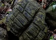 دانشمندان یک جنگل گمشده ۲۳ میلیون ساله را در پاناما کشف کردند