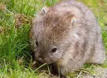 استفاده از مدفوع برای دوست‌یابی / آشنایی با یکی از عجیب‌ترین موجودات جهان