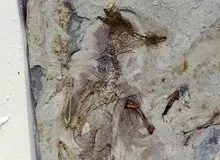 این پرنده با بیش از ۸۰۰ سنگ در گلویش خفه شده / عکس