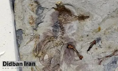 این پرنده با بیش از ۸۰۰ سنگ در گلویش خفه شده / عکس