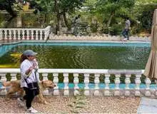 کافه سگ ها پلمب شد