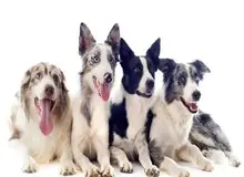 قدرت درک زبان؛ سگ‌ها از کلمات ما چه می‌فهمند؟