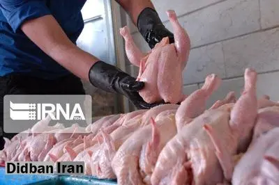 هیچ مشکل و کمبودی در تامین مرغ گوشتی مورد نیاز مردم وجود ندارد