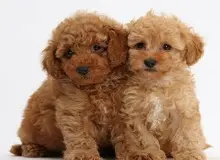 یافته‌های یک مطالعه: انسان‌ها می‌توانند با استفاده از دکمه‌های صوتی با سگ‌ها ارتباط برقرار کنند