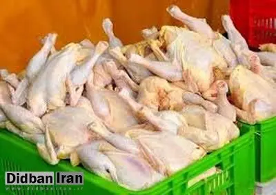 مرغ در کرمان نایاب شد/ اعتراف تاسف بار وزیر صمت 
