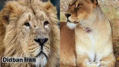به مناسبت روز جهانی شیر/ کامران و ایلدا به هم معرفی می شوند