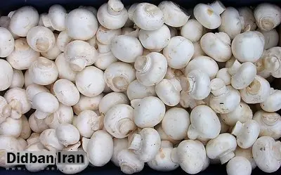 قارچ جایگزین گوشت در سبد غذایی مردم شد