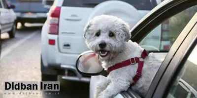 در دنیا با سگ گردانی برخورد میشود