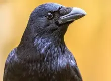 پژوهش جدید: کلاغ‌ها می‌توانند همانند کودکان با صدای خود شمارش انجام دهند