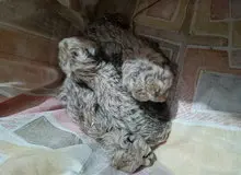 انجمن یوزپلنگ ایرانی: تا این لحظه «ایران» توله‌هایش را نپذیرفته و شیر نمی‌دهد / ماده بودن یوزپلنگ‌ها بهتر بود