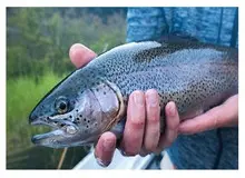 ماهی قزل آلا به چند روش میتوان نگهداری کرد؟

