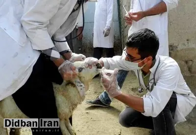 وزارت بهداشت: ۲۲ مورد ابتلا به تب کنگو و ۲ نفر فوتی در کشور/ ذبح دام در معابر عمومی و منازل ممنوع