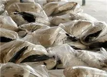 تبلیغات گسترده فروشندگان مواد مخدر: تریاک مانع ابتلا به بیماری کرونا میشود!