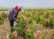 ثبت جهانی اسانس گل محمدی؛ ضرورت تقویت موضع حقوقی ایران