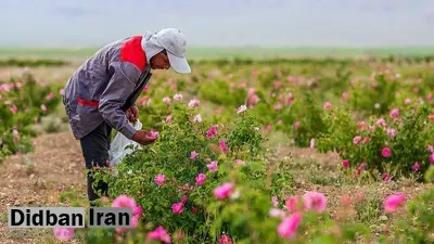 ثبت جهانی اسانس گل محمدی؛ ضرورت تقویت موضع حقوقی ایران