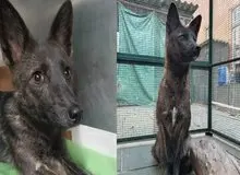 موجودی عجیب که نتیجه آمیزش سگ و روباه است+ عکس