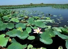 فاضلاب؛ بزرگترین چالش اکوسیستم تالاب انزلی