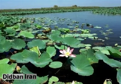 فاضلاب؛ بزرگترین چالش اکوسیستم تالاب انزلی