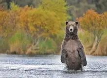 کشتار خرس در ایران؛ روغن خرس ۳ میلیون تومان؟/ افزایش شکار خرس برای گوشت و روغن