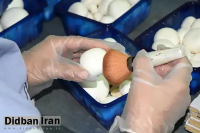 دستانیکه روزی برمیچینند