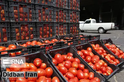 رئیس انجمن گوجه‌کاران کشور: حتی اگر گوجه در روزهای آینده به کیلویی ۲۰ هزار تومان هم برسد معقول است