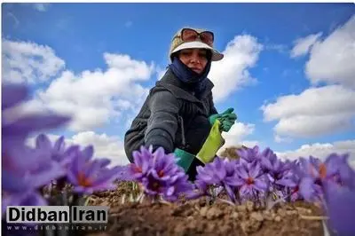 نماینده مجلس: زعفران ایران به عنوان زعفران اسپانیا بین کشورهای دنیا مبادله می‌شود/ زعفران به صورت «قاچاق» از کشور خارج می شود/ نقش پر رنگ دلالان در بازار زعفران