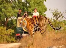 دفاع سازمان محیط‌زیست و نماینده مجلس از واگذاری جنگل الیمالات به بخش خصوصی/ حضور مجوزدار ببرها در جایی که درختانش بدون مجوز قطع شده بود