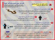 هشدار هجوم مارهای سمی به مناطق سیل زده گلستان/ در صورت مشاهده مار چه کار کنیم؟