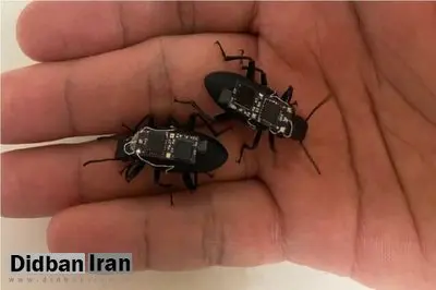استفاده از سوسکهای سایبورگ برای زندهیابی در بلایای طبیعی