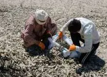 تولید صنعتی ماهی خشک جایگزین روش های سنتی می شود