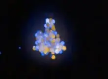 این چسب، ریه، کبد و اندام‌های حیاتی را بازسازی می‌کند!