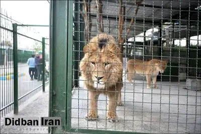 خطای انسانی عامل مرگ شیر نر در الیمالات نور اعلام شد