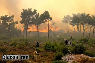 حریق در جنگل‌های الیت چالوس؛ نماینده نوشهر: آتش‌سوزی در ابتدا مثل لکه، کوچک بود؛ گفتند با جوامع محلی جمع‌ و جور می‌شود