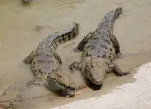 محیط زیست: احتمال خروج گاندوها از برکه وجود دارد/ مردم سیلزده سیستان و بلوچستان مراقب تمساح‌ها باشند 