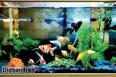 اورژانس: یک خانم با ۱۱۵ تماس گرفته و با گزارش علائم «کاهش هوشیاری»، درخواست اعزام فوری نیرو کرده، اما به کارشناس اعزامی گفته به دلیل قطع برق، اکسیژن آکواریوم قطع شده و ماهی‌ها حال خوبی ندارند