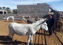 کلمه «الاغ» باعث شده که پرورش آن در ایران بازدارنده شود/  اگر پرورش‌ الاغ نداشته باشیم، نسل خر در ایران منقرض می‌شود
