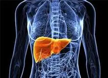 بهترین مواد غذایی پاییزی برای حفظ سلامت کبد