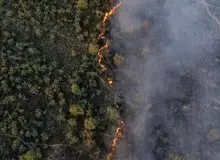 ۳۱۰۰ هکتار از جنگل‌های این استان خاکستر شد