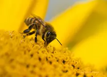 واردات ملکه زنبور عسل ممنوع شد
