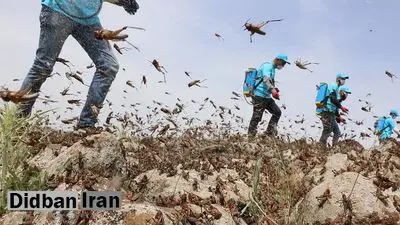 موج جدید حمله ملخها طی چند روز آینده