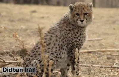 سازمان محیط زیست:«پیروز»، فروردین به پارک ملی توران میرود