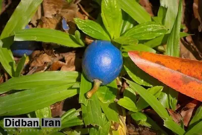 تنها «میوه آبی» جهان چیست؟