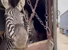 واکنش سازمان محیط زیست به تلف شدن گورخر آفریقایی باغ وحش صفادشت